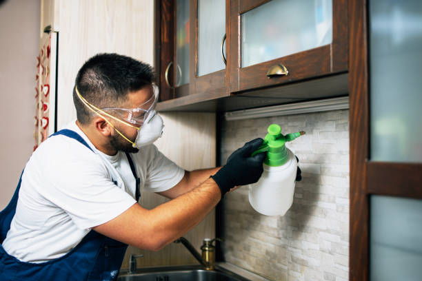 Best Wasp Removal Services  in Walhalla, SC