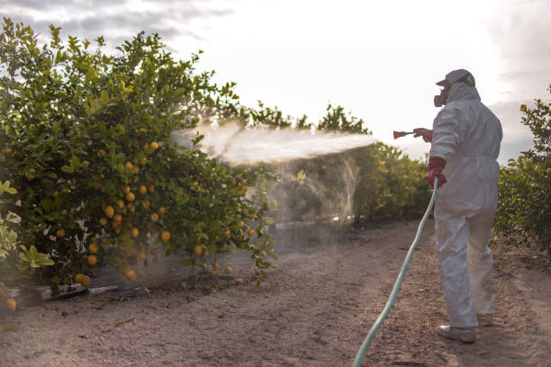Best Termite Control Services  in Walhalla, SC