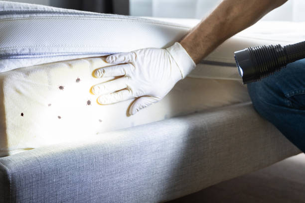 Best Termite Control Services  in Walhalla, SC