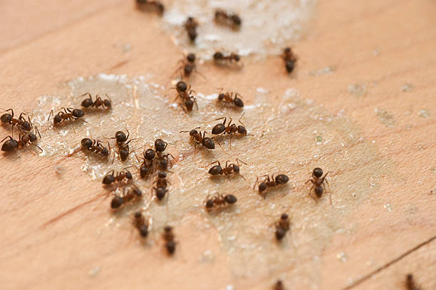 Best Wildlife Control Services  in Walhalla, SC