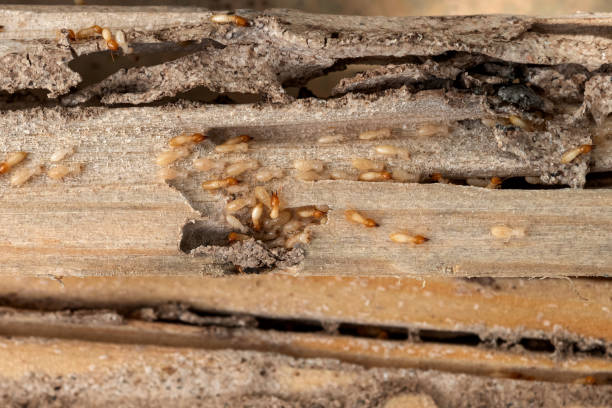 Pest Control for Restaurants in Walhalla, SC