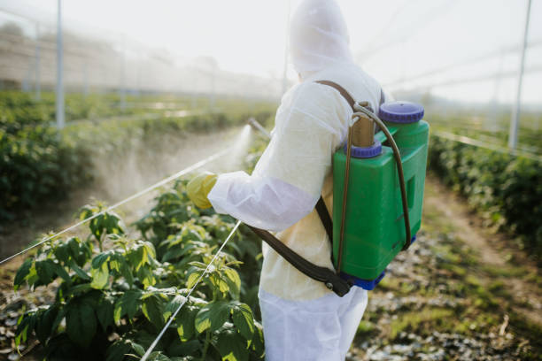 Reliable Walhalla, SC Pest Control Solutions